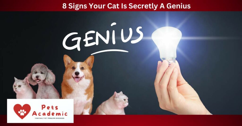 8 Signs Your Cat Is Secretly A Genius