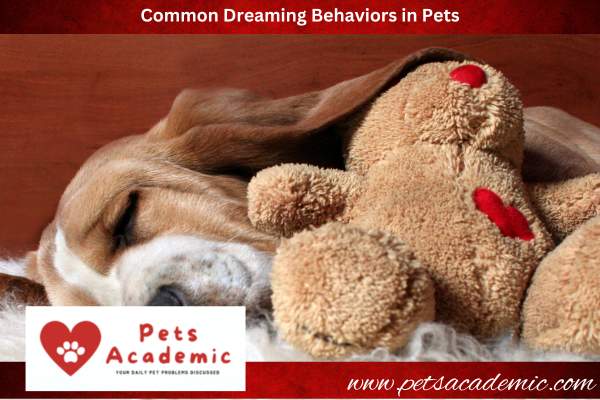Common Dreaming Behaviors in Pets