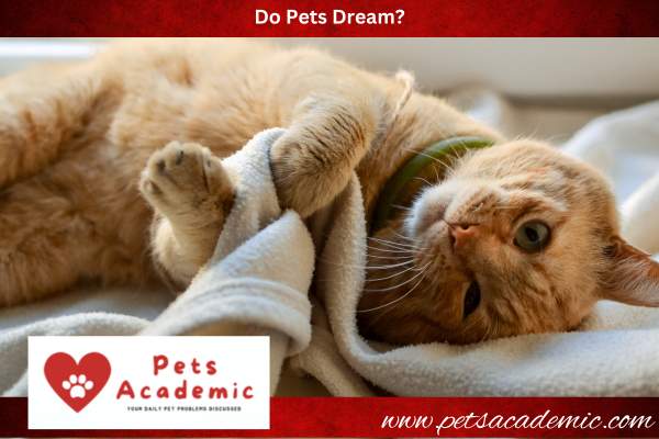 Do Pets Dream?
