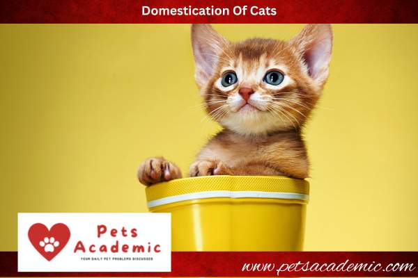 Domestication Of Cats