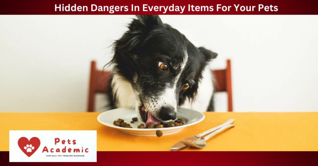 Hidden Dangers In Everyday Items For Your Pets
