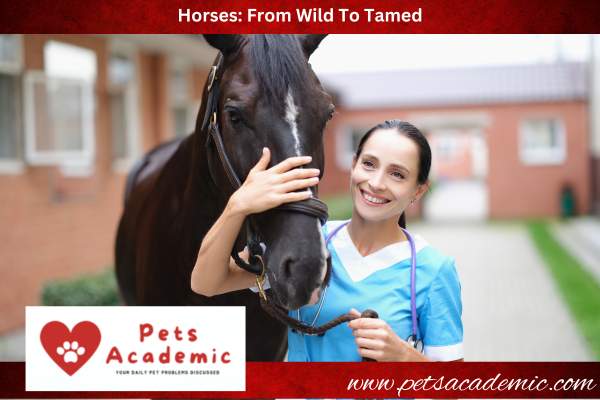 Horses: From Wild To Tamed