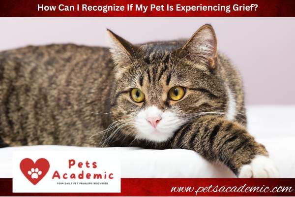 How Can I Recognize If My Pet Is Experiencing Grief?