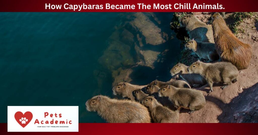 How Capybaras Became The Most Chill Animals.
