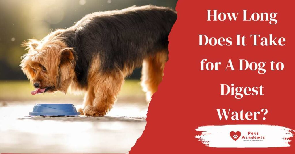 How Long Does It Take for A Dog to Digest Water?