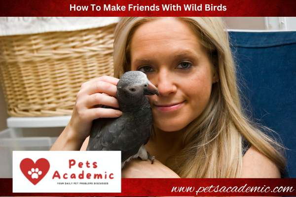 How To Make Friends With Wild Birds