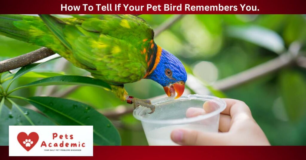 How To Tell If Your Pet Bird Remembers You.