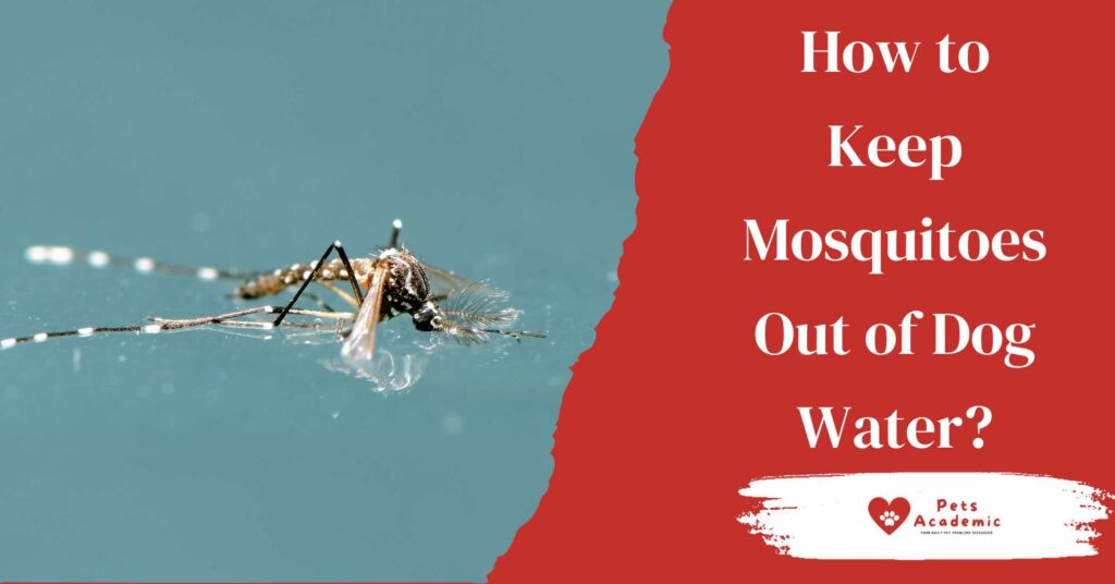 How to Keep Mosquitoes Out of Dog Water?
