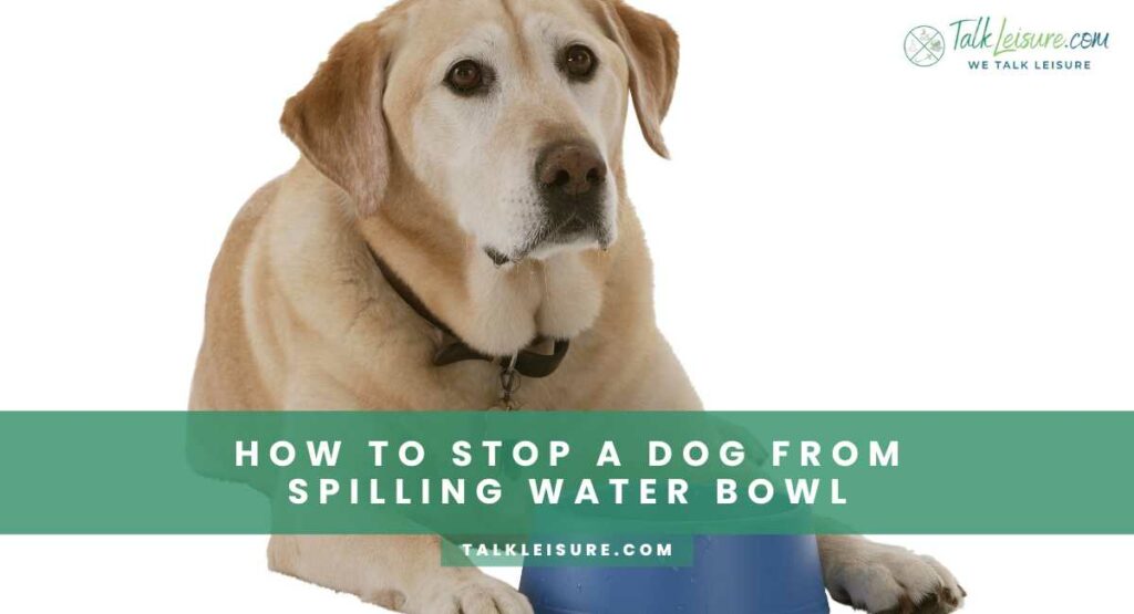 How to Stop A Dog from Spilling Water Bowl