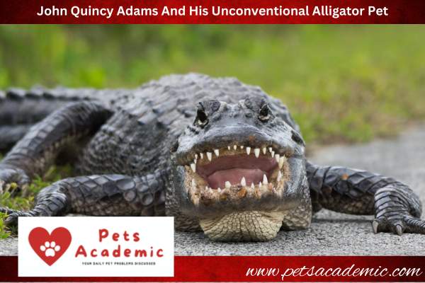 John Quincy Adams And His Unconventional Alligator Pet