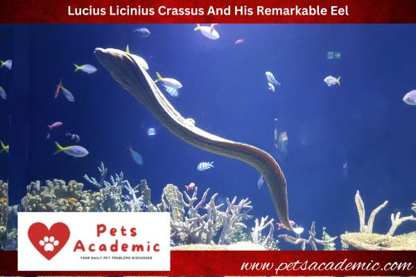 Lucius Licinius Crassus And His Remarkable Eel