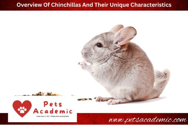 Overview Of Chinchillas And Their Unique Characteristics
