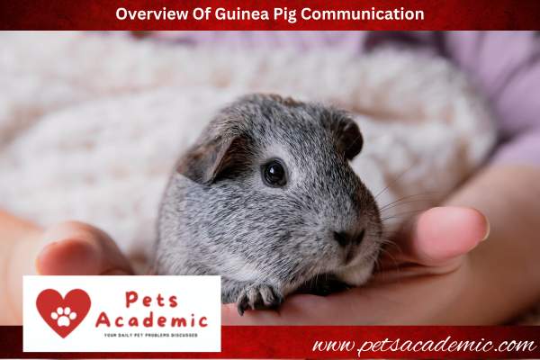 Overview Of Guinea Pig Communication