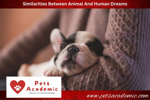 Similarities Between Animal And Human Dreams