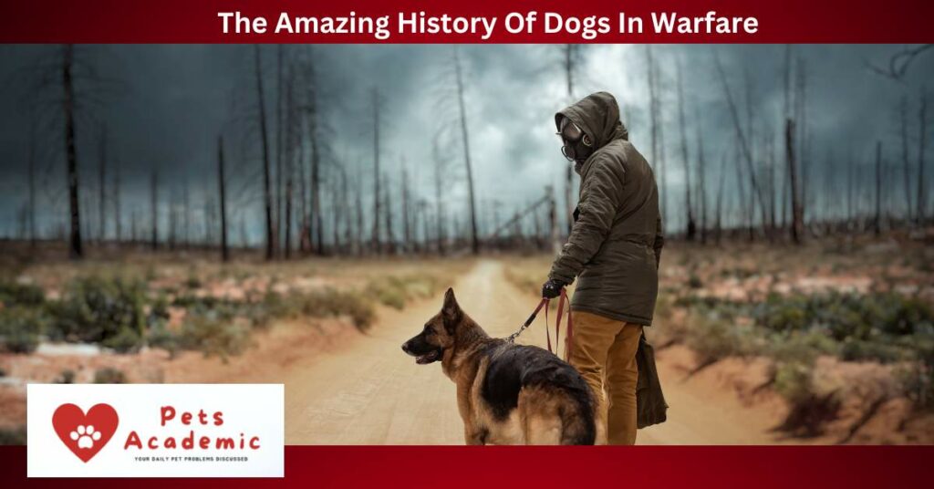 The Amazing History Of Dogs In Warfare