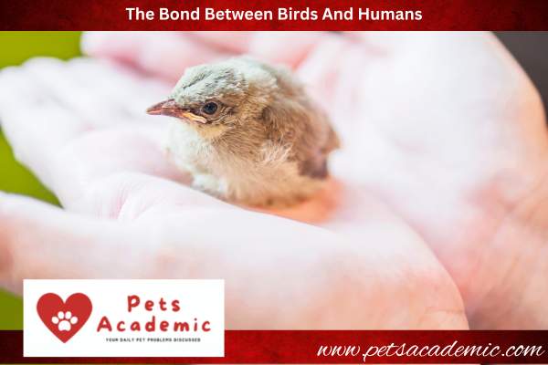 The Bond Between Birds And Humans