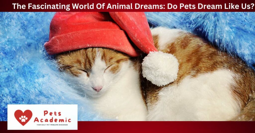 The Fascinating World Of Animal Dreams: Do Pets Dream Like Us?