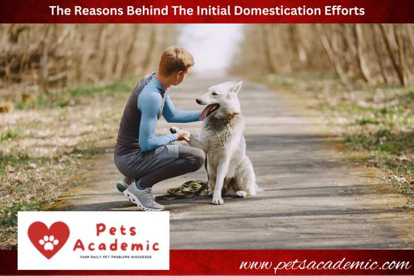 The Reasons Behind The Initial Domestication Efforts