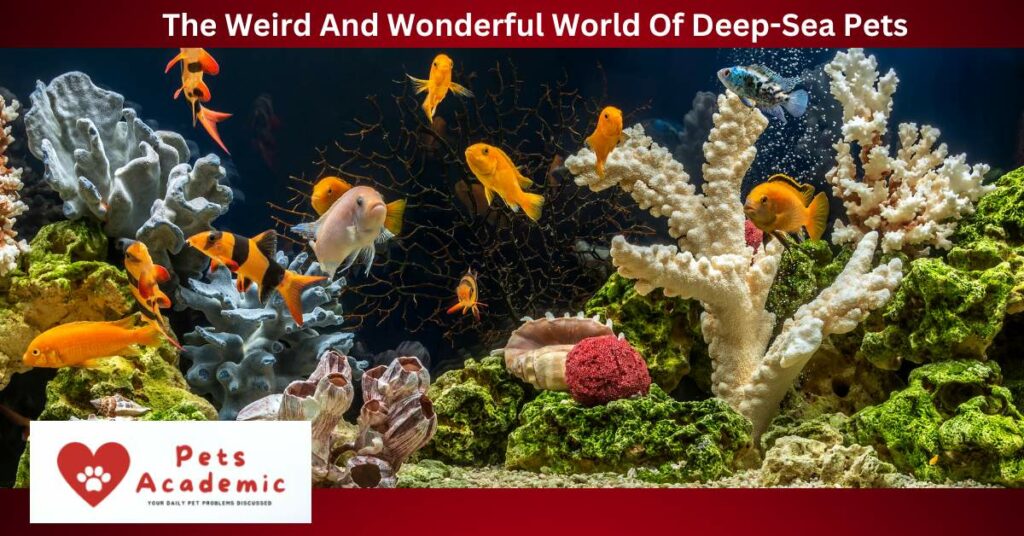 The Weird And Wonderful World Of Deep-Sea Pets