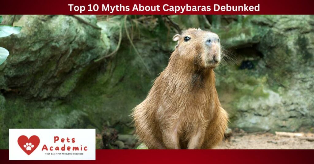 Top 10 Myths About Capybaras Debunked (1)