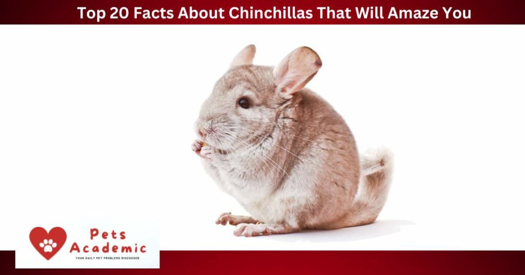 Top 20 Facts About Chinchillas That Will Amaze You