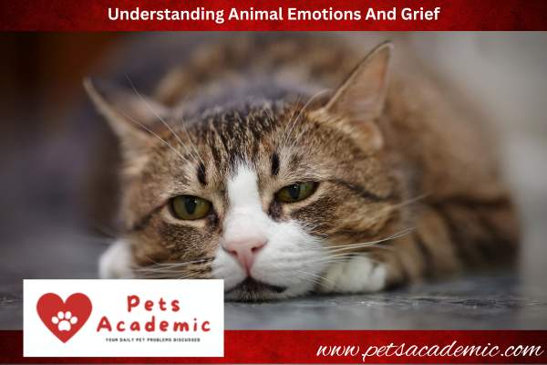 Understanding Animal Emotions And Grief