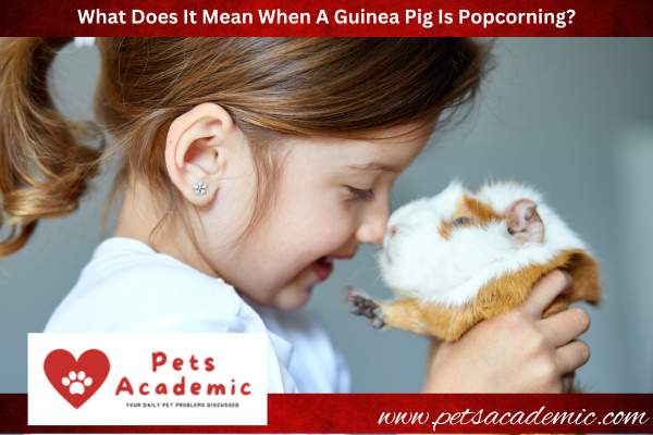 What Does It Mean When A Guinea Pig Is Popcorning?