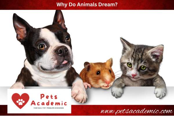 Why Do Animals Dream?
