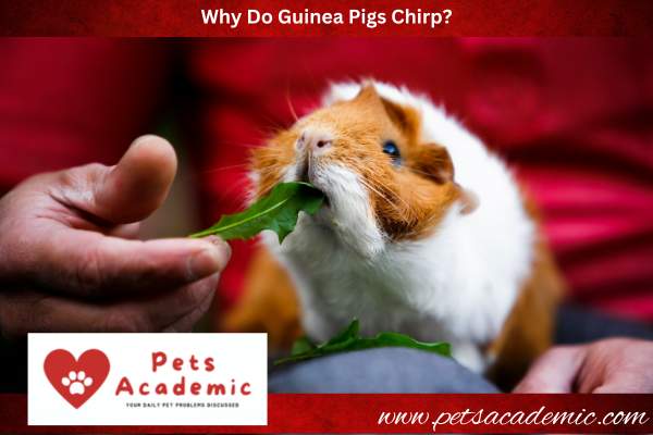 Why Do Guinea Pigs Chirp?