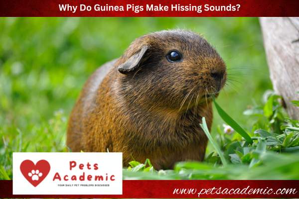 Why Do Guinea Pigs Make Hissing Sounds?