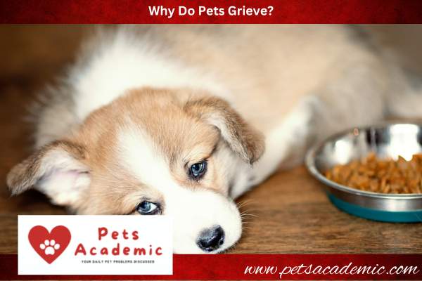 Why Do Pets Grieve?