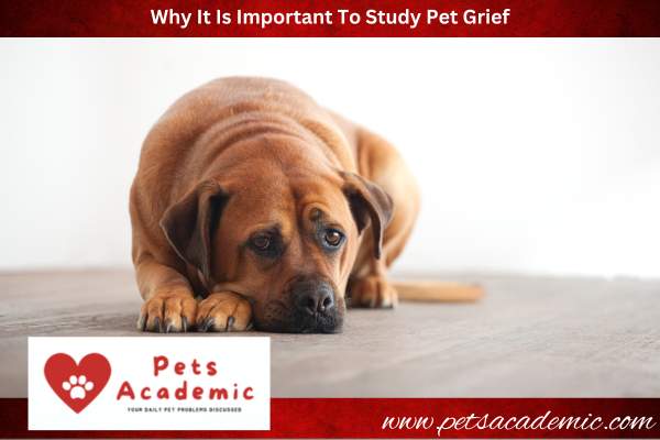Why It Is Important To Study Pet Grief