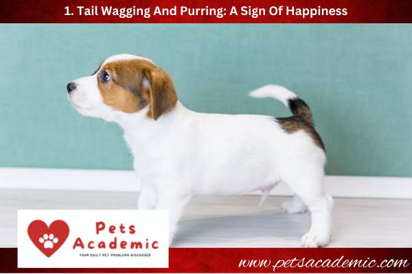 1.-Tail-Wagging-And-Purring-A-Sign-Of-Happiness