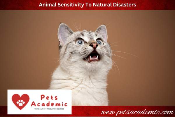 Animal Sensitivity To Natural Disasters