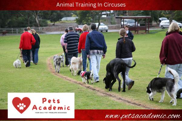 Animal Training In Circuses