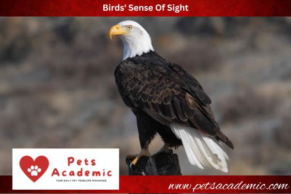 Birds' Sense Of Sight