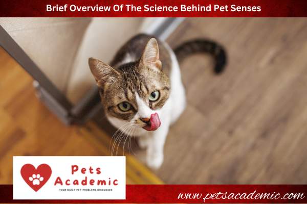 Brief Overview Of The Science Behind Pet Senses