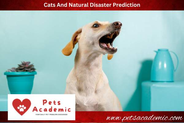 Cats And Natural Disaster Prediction