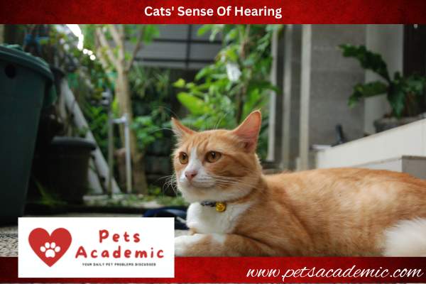 Cats' Sense Of Hearing