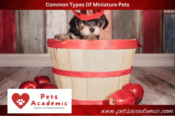 Common-Types-Of-Miniature-Pets