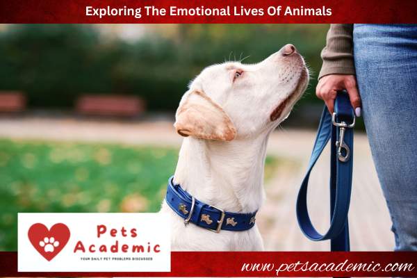 Exploring The Emotional Lives Of Animals