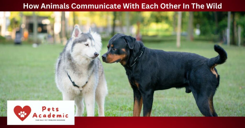 How Animals Communicate With Each Other In The Wild