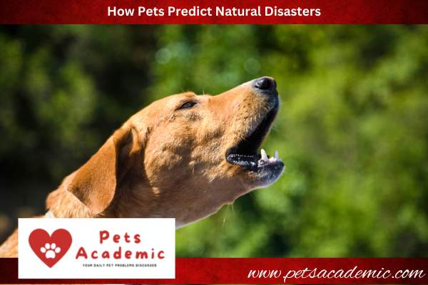 How Pets Predict Natural Disasters