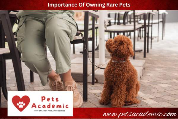 Importance Of Owning Rare Pets