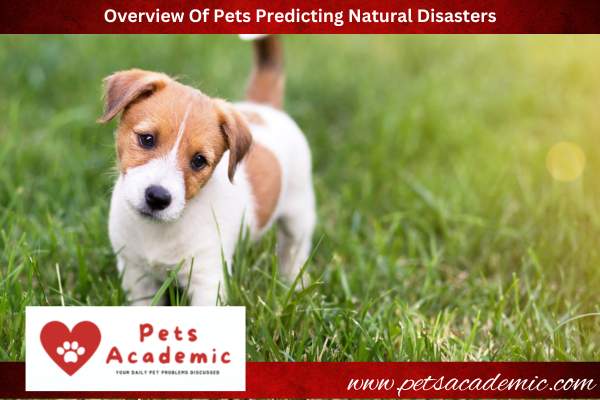 Overview Of Pets Predicting Natural Disasters