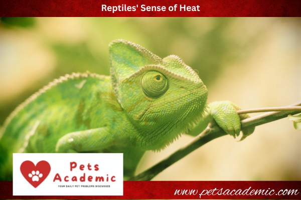 Reptiles' Sense of Heat