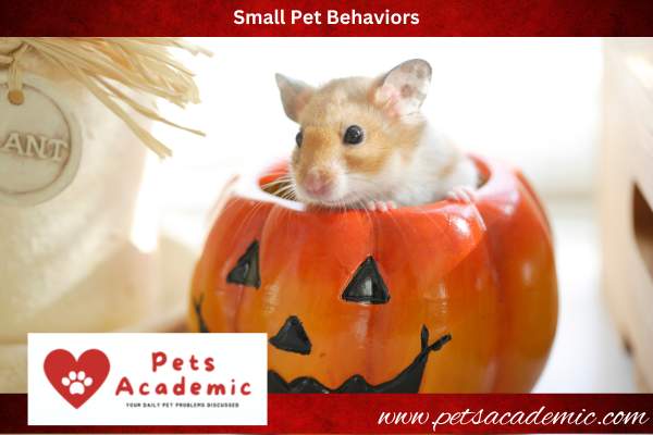 Small Pet Behaviors