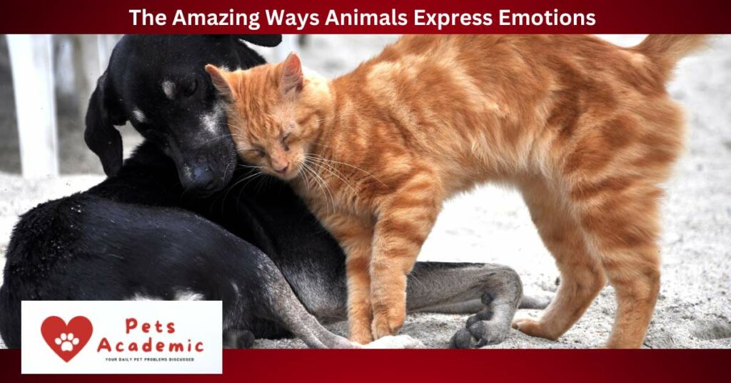 The Amazing Ways Animals Express Emotions