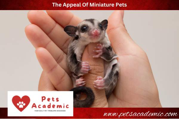 The Appeal Of Miniature Pets
