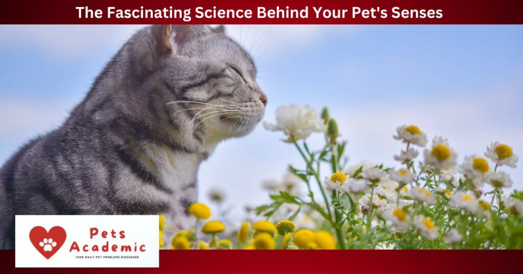 The Fascinating Science Behind Your Pet's Senses